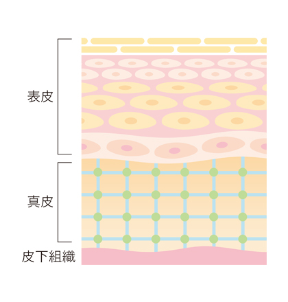 皮膚の図解